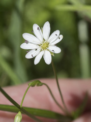 Stellaria longipes
