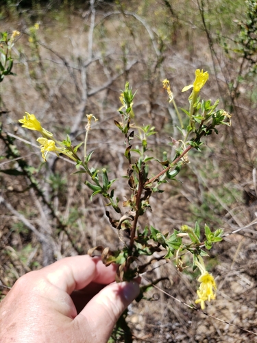 Oenothera heterophylla ssp. orientalis