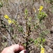 Oenothera heterophylla orientalis - Photo (c) Alvin Diamond, algunos derechos reservados (CC BY-NC), subido por Alvin Diamond