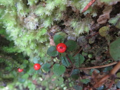 Nertera dichondrifolia