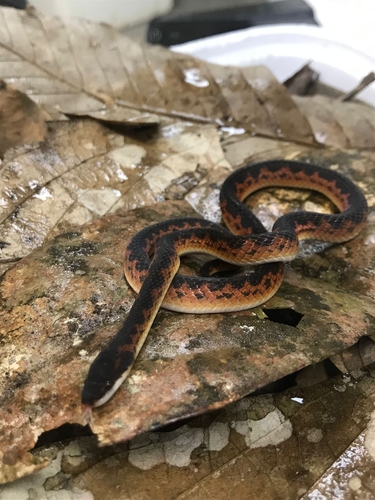 Photo of a Jensen's Ground Snake (Xenopholis undulatus)