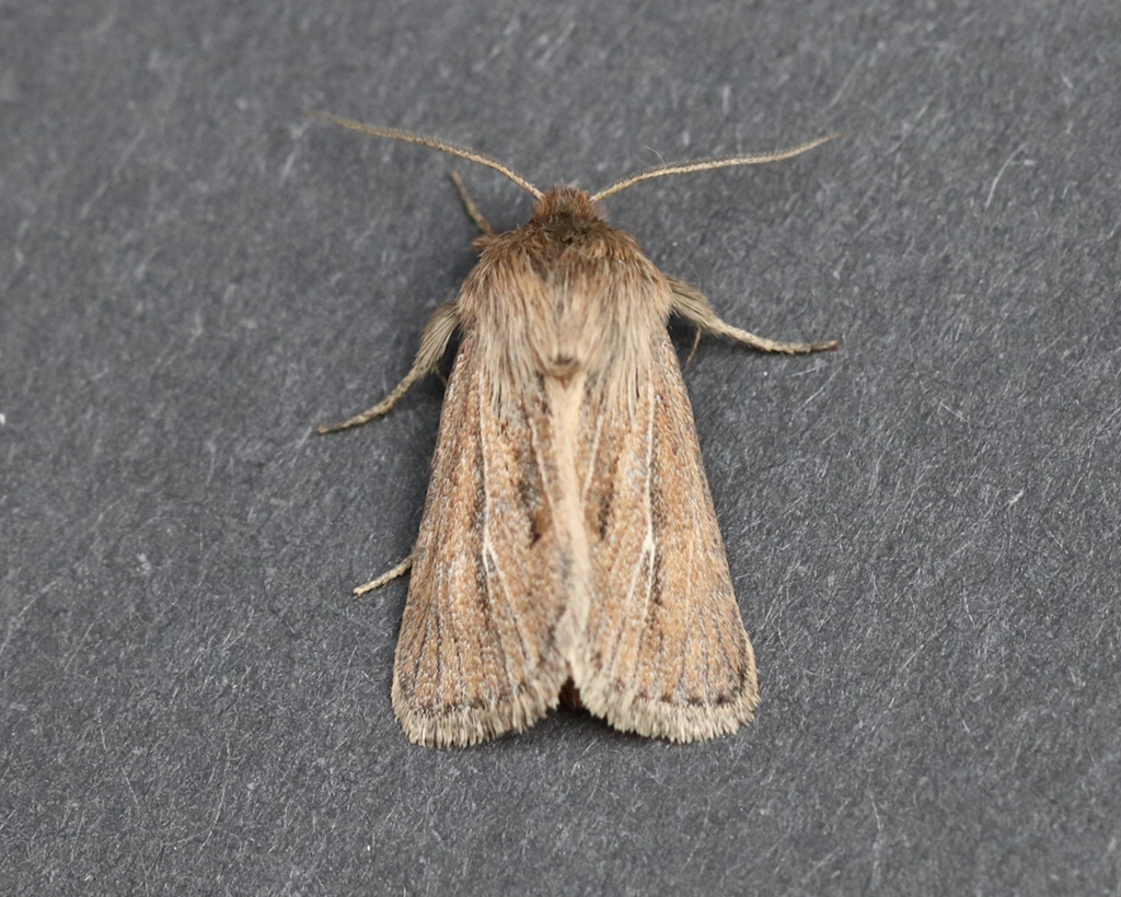 White-veined Sedge Moth