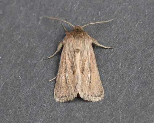 White-veined Sedge Moth