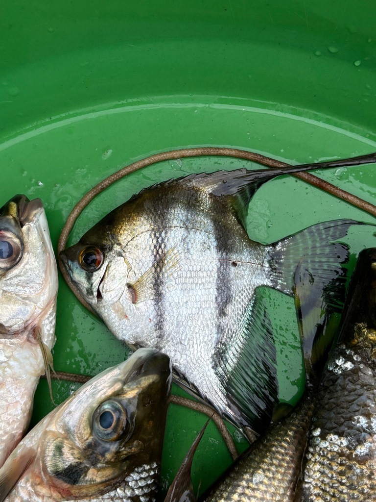 Freshwater angelfish (Pterophyllum scalare) — Cichlidae