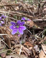 Hepatica americana
