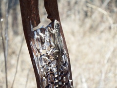 Sceloporus slevini