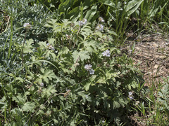 Hydrophyllum occidentale
