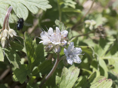 Hydrophyllum occidentale