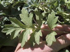 Hydrophyllum occidentale