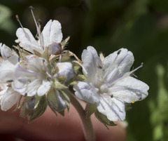 Hydrophyllum occidentale