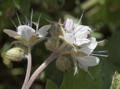 Hydrophyllum occidentale