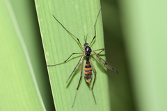 Ptychoptera quadrifasciata