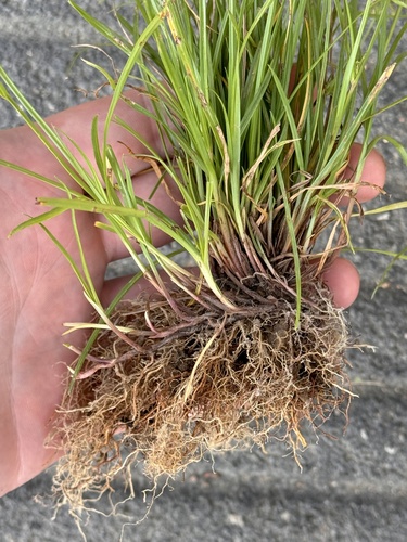 Image of Cyperus flavescens by (c) Asher P Higgins, some rights reserved (CC BY)