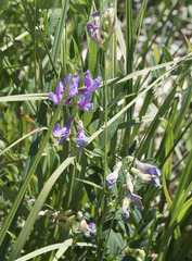 Lathyrus nevadensis
