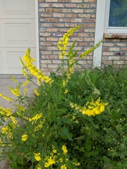 Melilotus officinalis