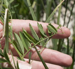 Lathyrus nevadensis