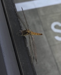 Sympetrum frequens