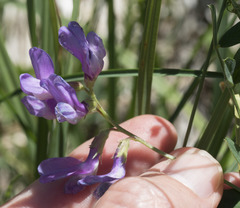 Lathyrus nevadensis