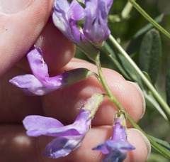 Lathyrus nevadensis