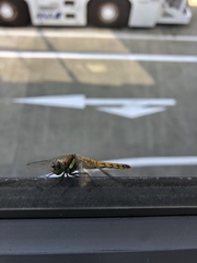Sympetrum frequens