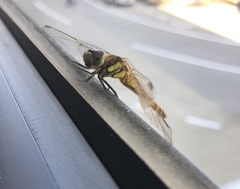 Sympetrum frequens