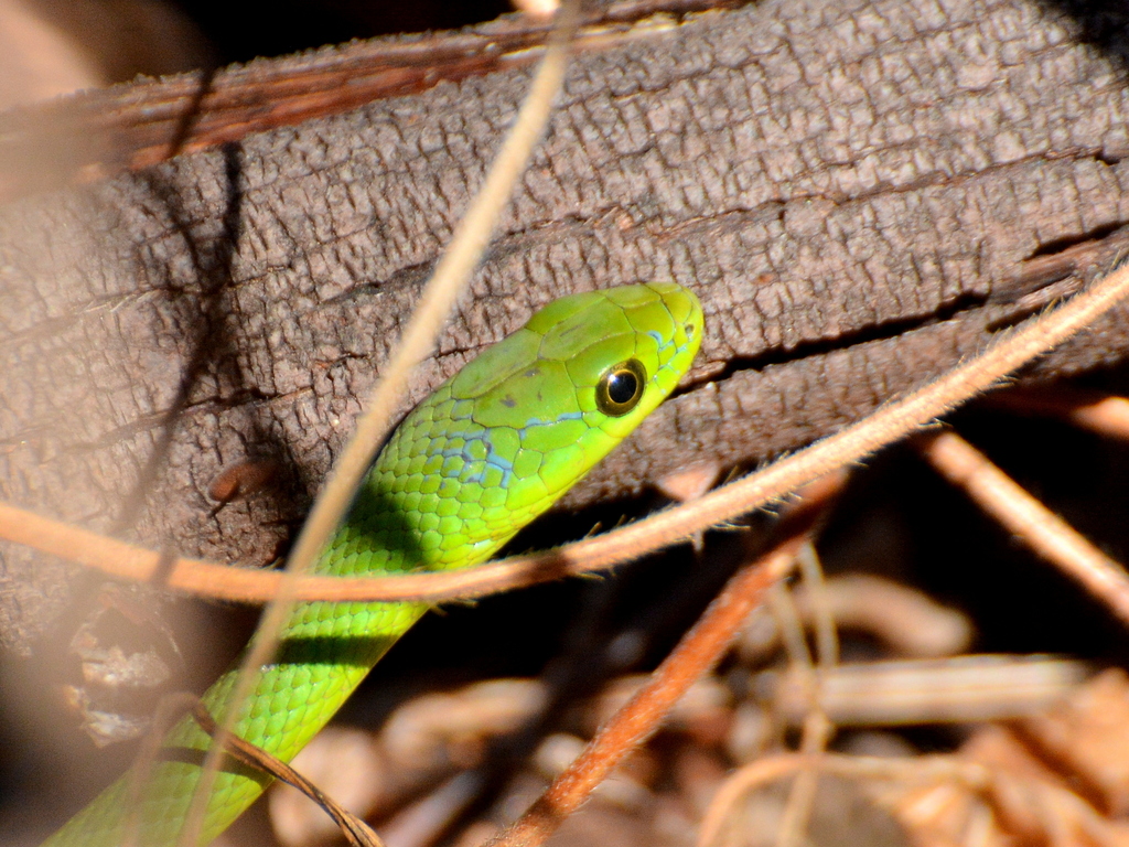 Philodryas olfersii herbeus