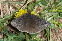 Erynnis meridianus