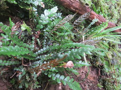 Blechnum membranaceum