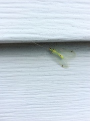 Leucochrysa insularis