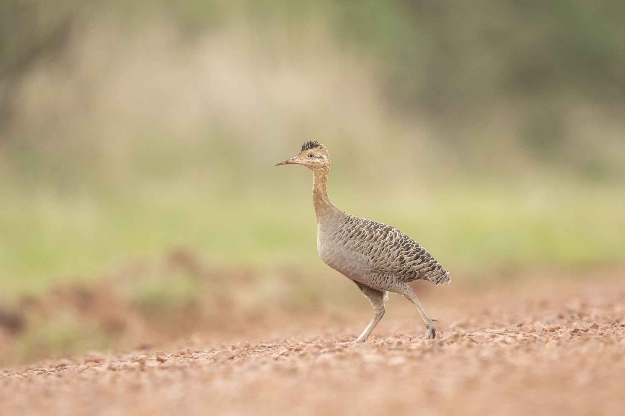 Red-winged Tinamou (Rhynchotus rufescens)
