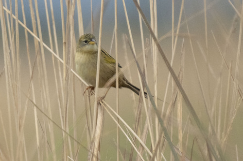 Lesser Grass Finch (Emberizoides ypiranganus), photo 2