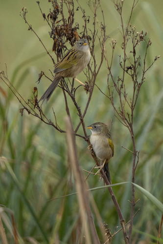 Lesser Grass Finch (Emberizoides ypiranganus), photo 3