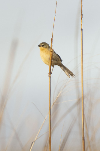 Long-tailed Reed Finch (Donacospiza albifrons), photo 8