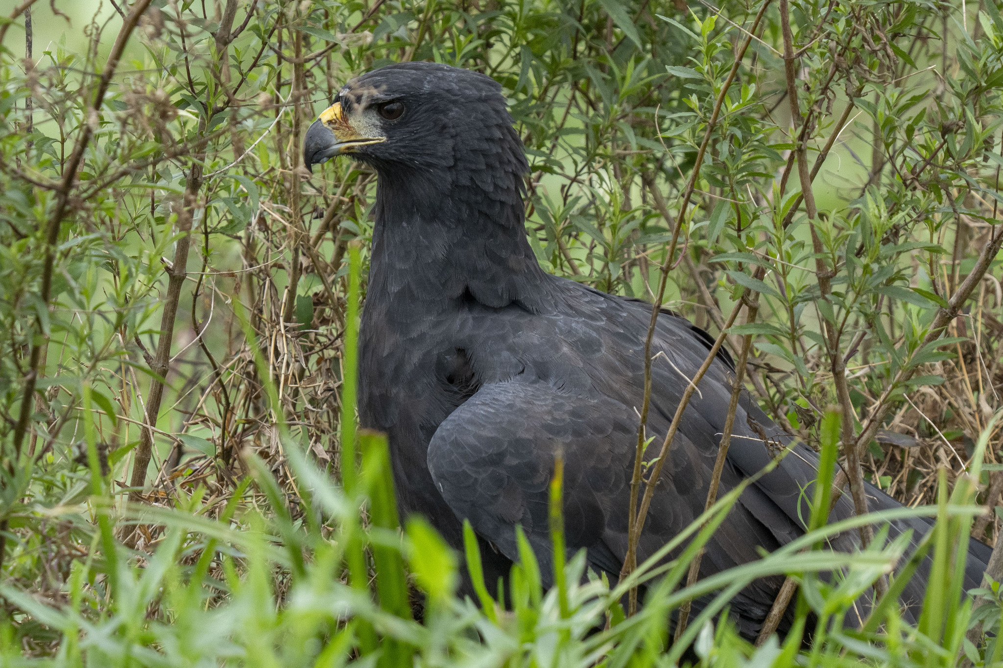 Great Black Hawk (Buteogallus urubitinga)