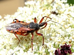 Rhynocoris ventralis