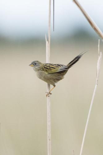 Lesser Grass Finch (Emberizoides ypiranganus), photo 6