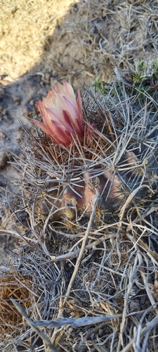 Eriosyce aspillagae