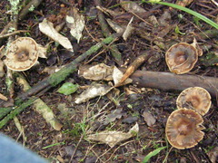 Russula acrolamellata