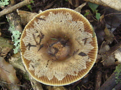 Russula acrolamellata