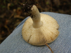 Russula acrolamellata