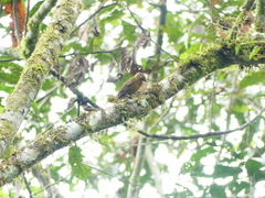 Anabacerthia variegaticeps