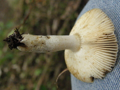 Russula acrolamellata
