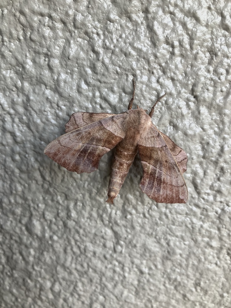 Walnut Sphinx from E Lamar St, Sherman, TX, US on August 12, 2024 at 08 ...