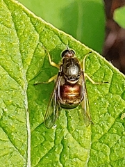 Eulonchus sapphirinus