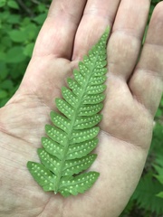 Dryopteris clintoniana
