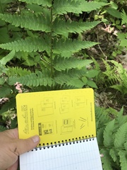 Dryopteris clintoniana