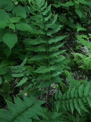 Dryopteris clintoniana