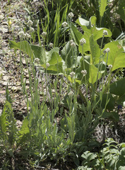 Antennaria rosea rosea