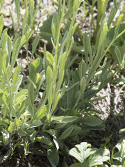 Antennaria rosea rosea