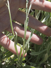 Antennaria rosea rosea